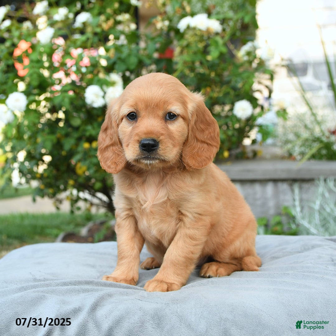 Miniature Golden Retriever dogs for sale: Sparrow - Image 3