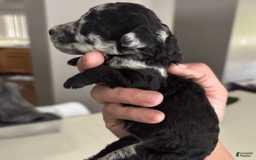 Aussiedoodle dogs for sale: Milly - Image 14