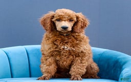 Standard Poodle dogs for sale: Reul - Image 14