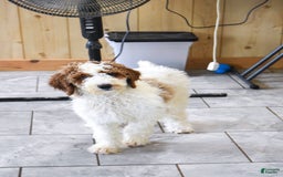 Goldendoodle dogs for sale: Oliver - Image 4