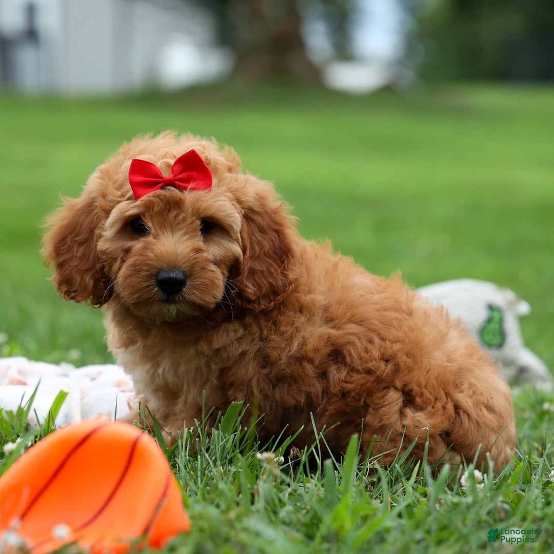 Goldendoodle dogs for sale: Brooklyn - Image 9