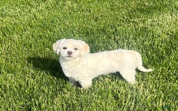 Lhasa Apso dogs for sale: Angel - Image 6