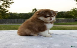 Pomsky dogs for sale: Ramsey - Image 7