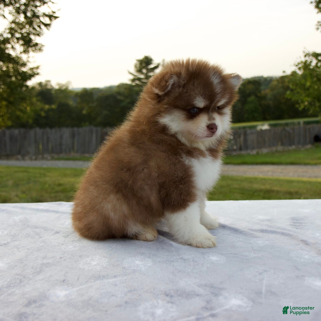 Pomsky dogs for sale: Ramsey - Image 7