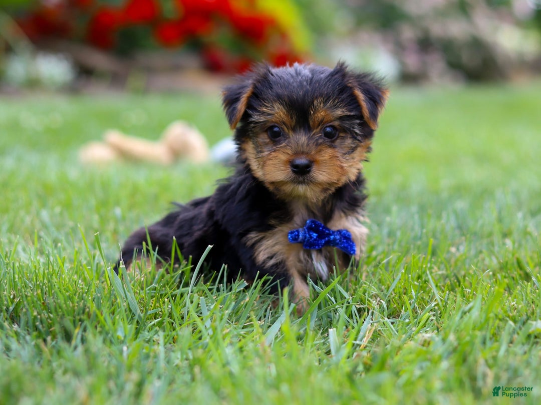 Yorkshire Terrier dogs for sale: Theodore - Image 4