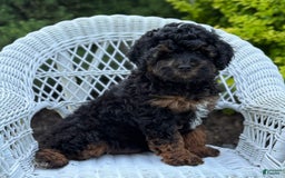 Cavapoo dogs for sale: Cavapoo 4 puppies - Image 18