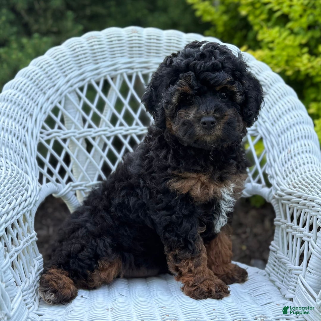 Cavapoo dogs for sale: Cavapoo 4 puppies - Image 18