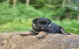 German Shepherd dogs for sale: Kai - Image 19
