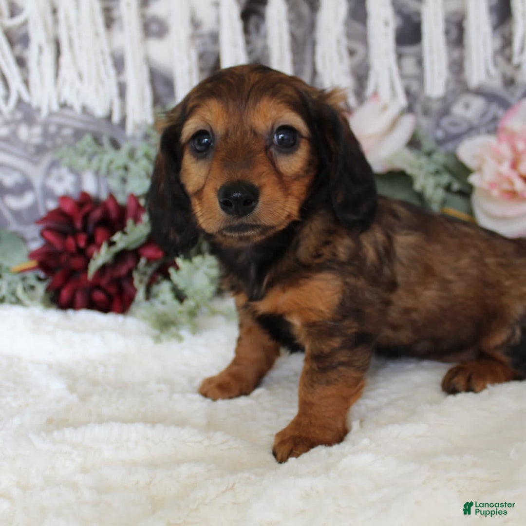 Miniature Dachshund dogs for sale: Gracie - Image 1
