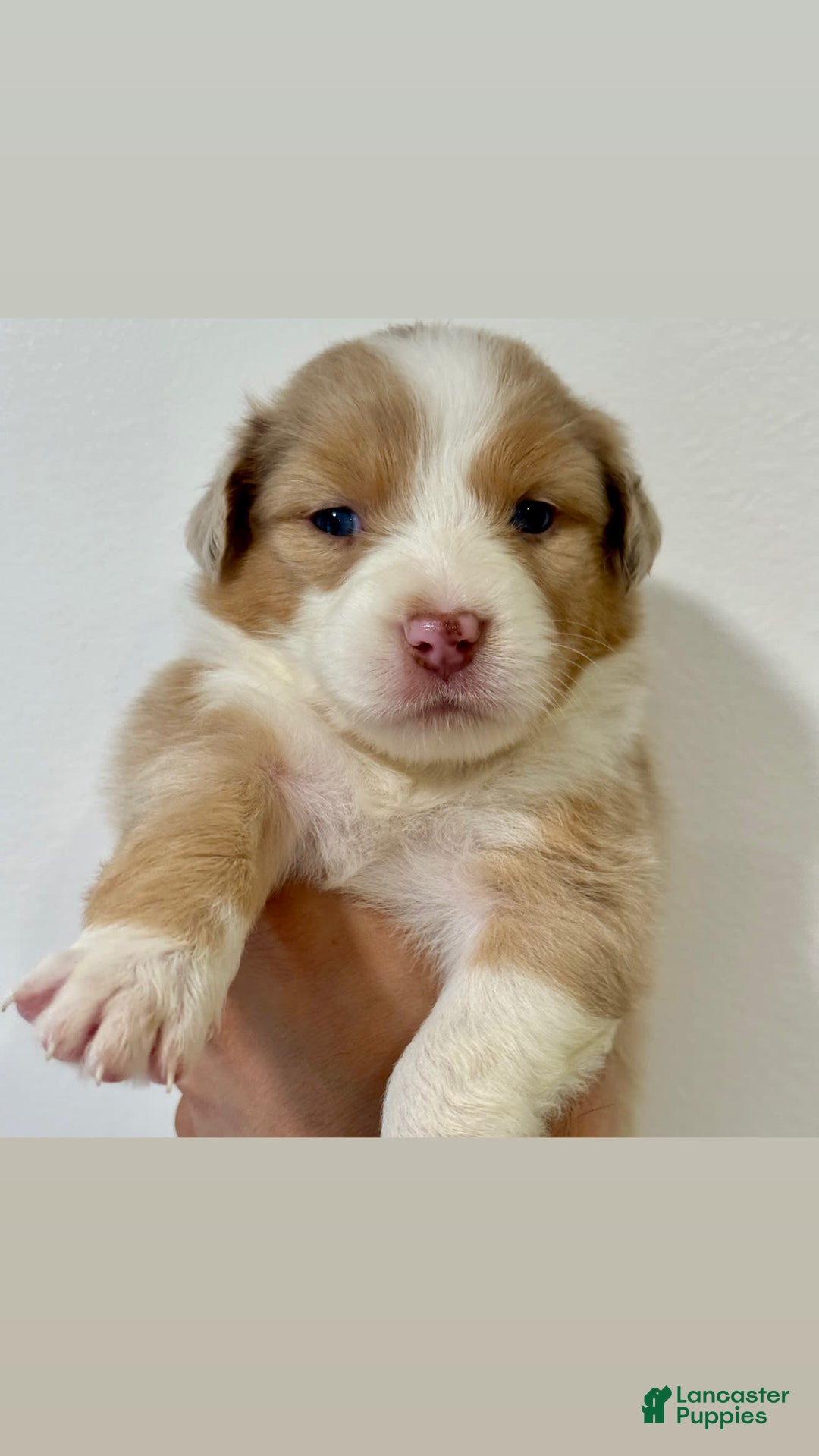Australian Shepherd dogs for sale: Gwen - Image 1