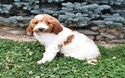 Standard Poodle dogs for sale: Daisy - Image 4