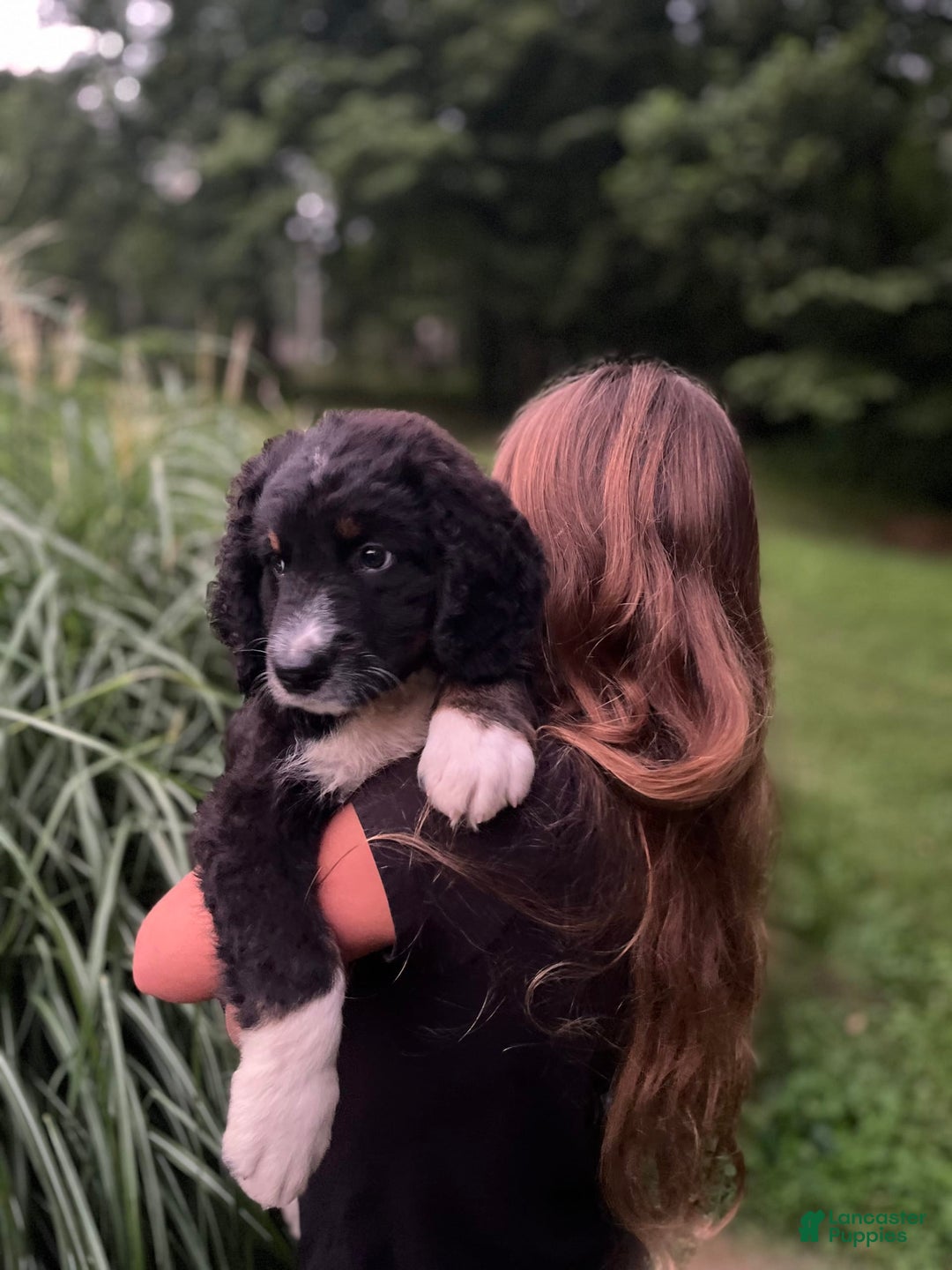 Bernedoodle dogs for sale: Ranger - Image 7
