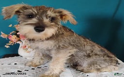 Miniature Schnauzer dogs for sale: Charlie - Image 9