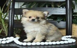 Pomeranian dogs for sale: Ivy - Image 5
