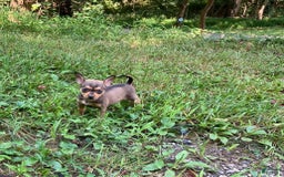 Chihuahua dogs for sale: Remi - Image 7