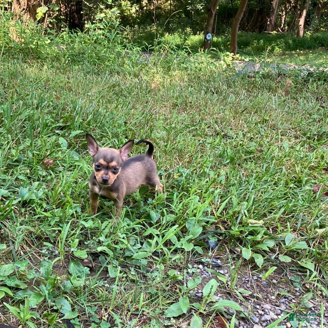 Chihuahua dogs for sale: Remi - Image 7