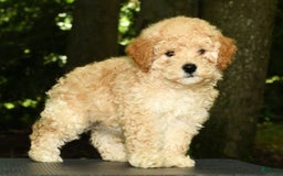 Mini Goldendoodle dogs for sale: Lacey - Image 8