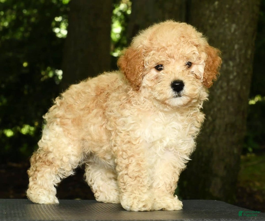 Mini Goldendoodle dogs for sale: Lacey - Image 8