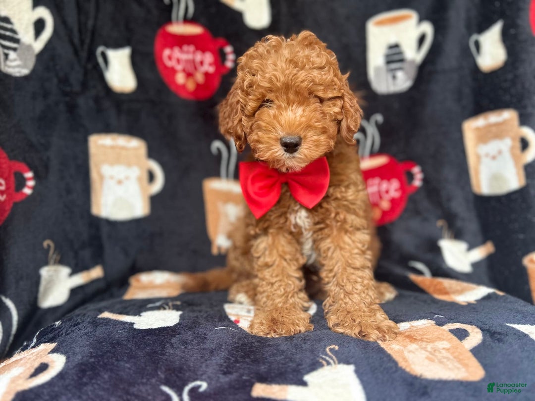 Cavapoo dogs for sale: Mickey - Image 2
