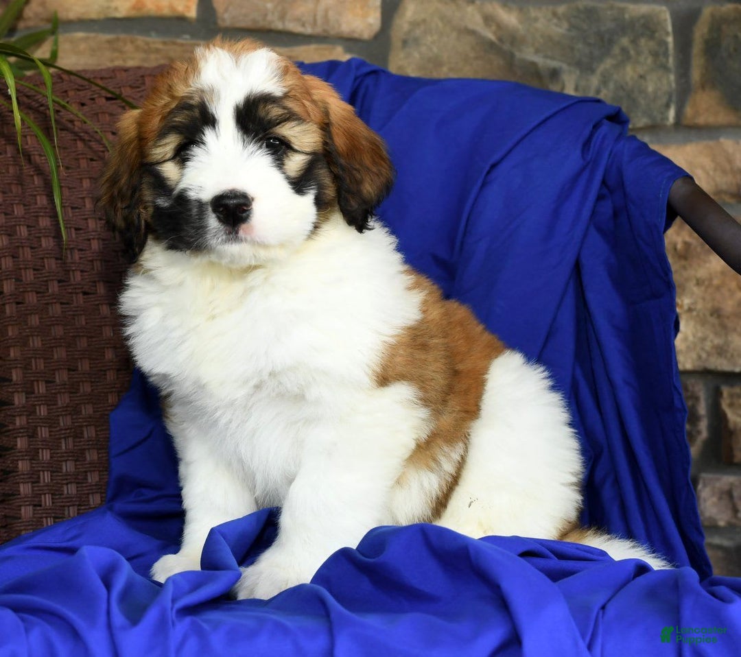 Saint Berdoodles dogs for sale: Honey - Image 1
