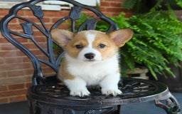 Welsh Corgi Pembroke dogs for sale: Rex - Image 2
