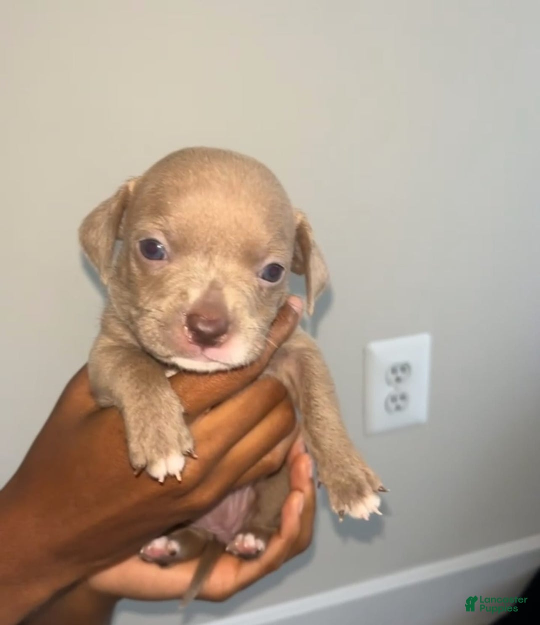 American Pit Bull Terrier dogs for sale: Sandy - Image 1