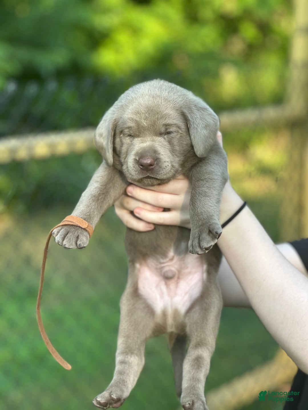 Labrador Retriever dogs for sale: Otter - Image 2