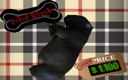 American Pit Bull Terrier dogs for sale: Solid Black - Image 1