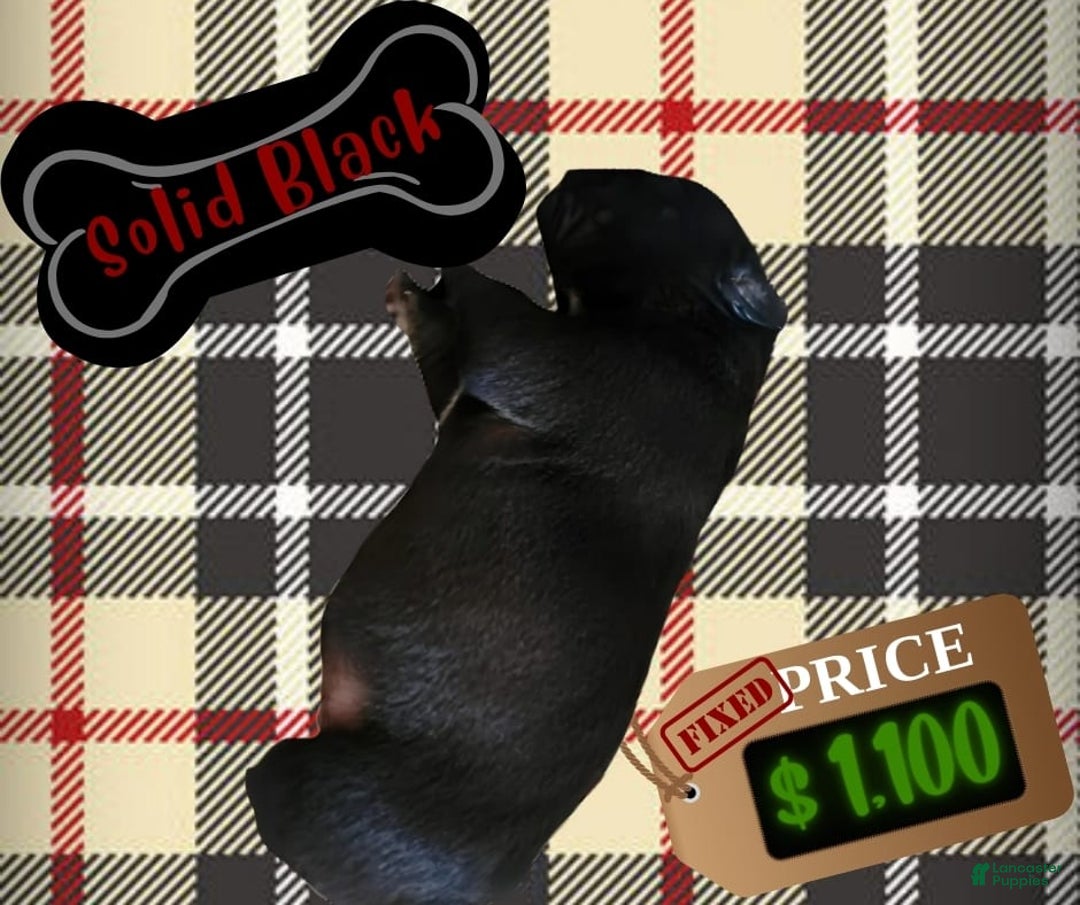American Pit Bull Terrier dogs for sale: Solid Black - Image 1