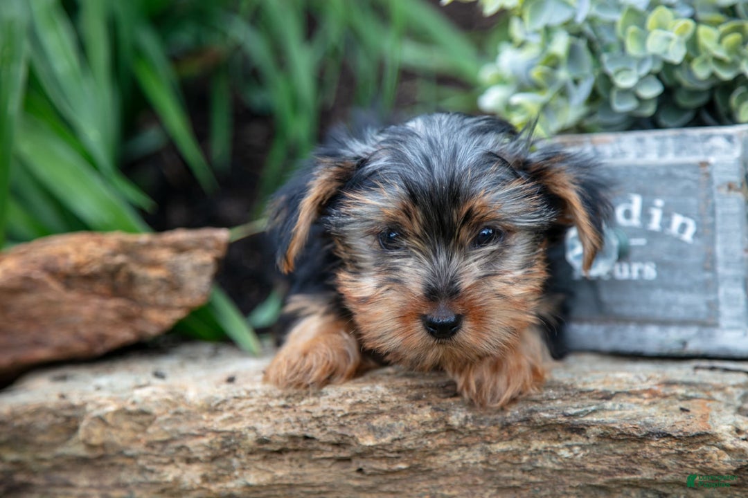 Yorkshire Terrier dogs for sale: Starsky - Image 4