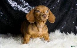 Miniature Dachshund dogs for sale: Stretch - Image 7