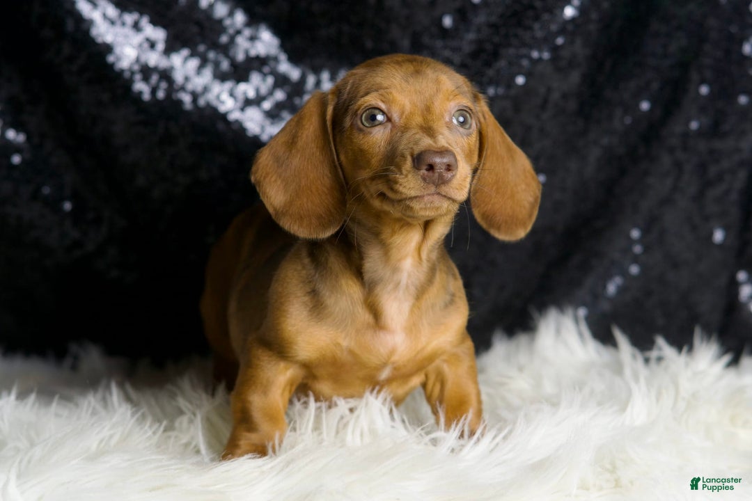 Miniature Dachshund dogs for sale: Stretch - Image 7