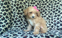 Cavapoo dogs for sale: Dutchess - Image 4