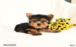 Yorkshire Terrier dogs for sale: Willow - Image 5