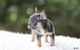 French Bulldog dogs for sale: Wendy - Image 3