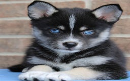 Pomsky dogs for sale: Anakin - Image 3