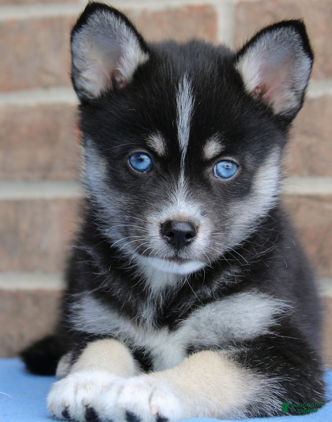 Pomsky dogs for sale: Anakin - Image 3