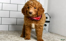 Mini Goldendoodle dogs for sale: Sandie - Image 6