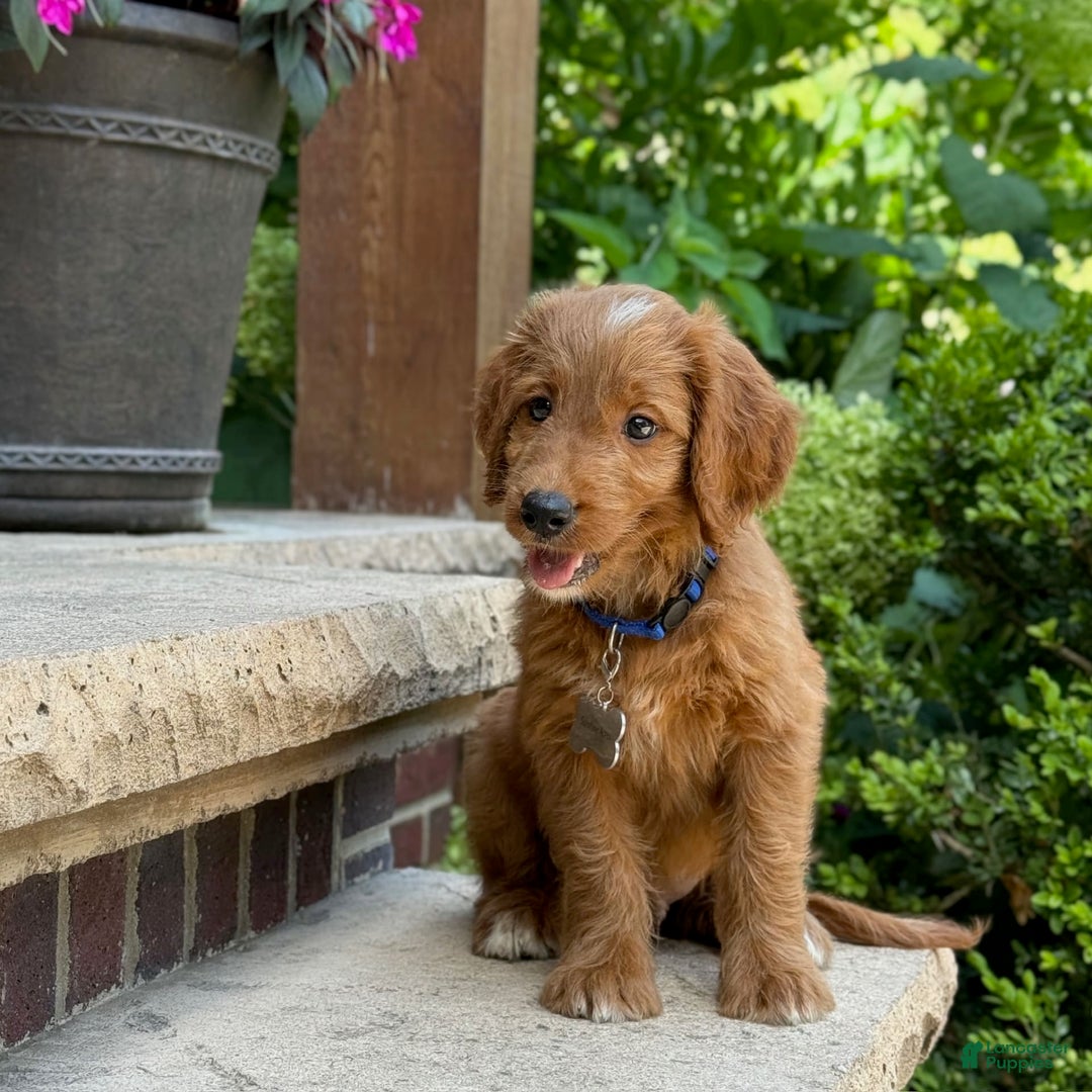Goldendoodle dogs for sale: Ranger - Image 7