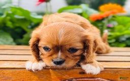 Cavalier King Charles Spaniel dogs for sale: Ruby - Image 3