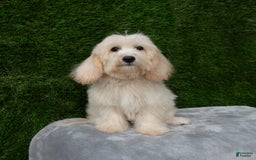 Maltipoo dogs for sale: Rebecca - Image 12