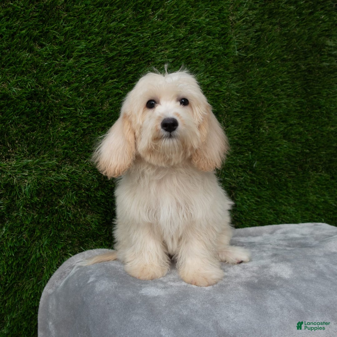Maltipoo dogs for sale: Rebecca - Image 12