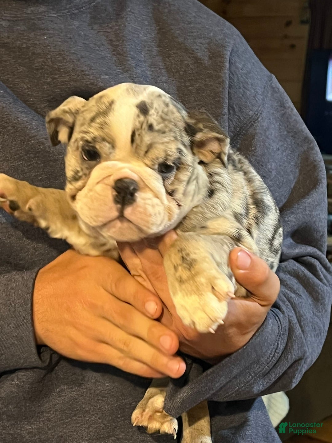 English Bulldog dogs for sale: Breezy - Image 3