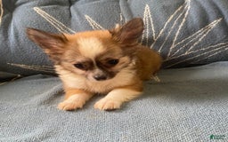 Pomchi dogs for sale: Bitsy - Image 8