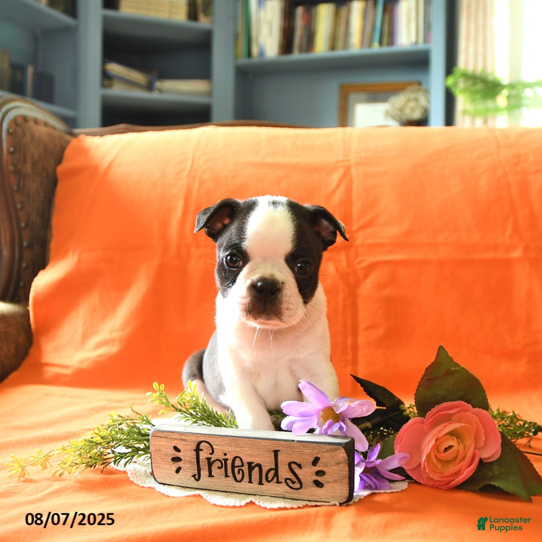 Boston Terrier dogs for sale: Lucas - Image 4