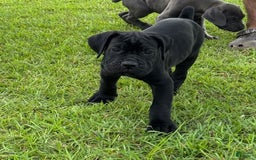 Cane Corso dogs for sale: Rampage - Image 2