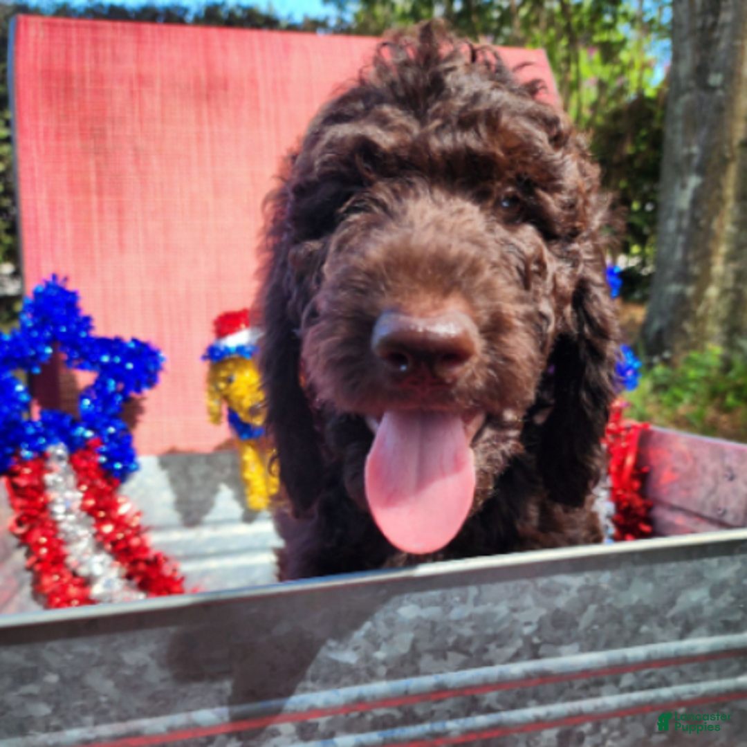 Goldendoodle dogs for sale: Dutch - Image 2