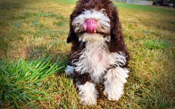 Havapoo dogs for sale: Havapoo 7 puppies - Image 6