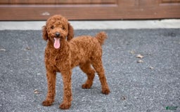 Mini Goldendoodle dogs for sale: Luna - Image 8