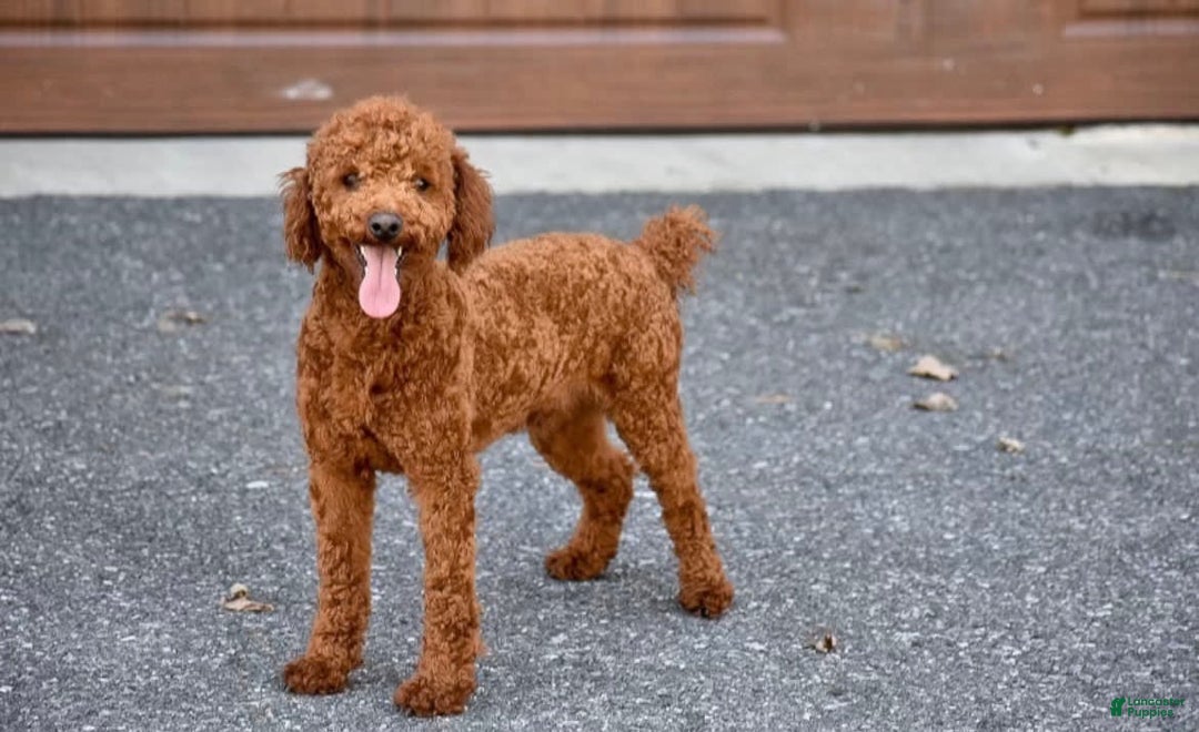Mini Goldendoodle dogs for sale: Luna - Image 8